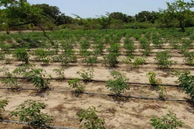 location-dune-exploitation-agricole-de-225-hectares-vers-diender-big-2