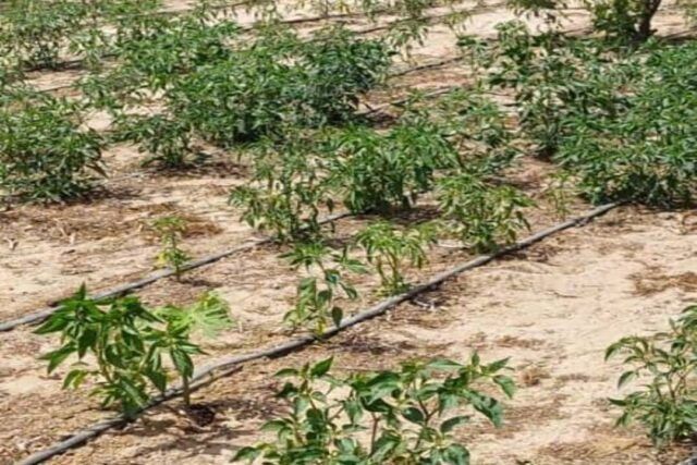 location-dune-exploitation-agricole-de-225-hectares-vers-diender-big-1