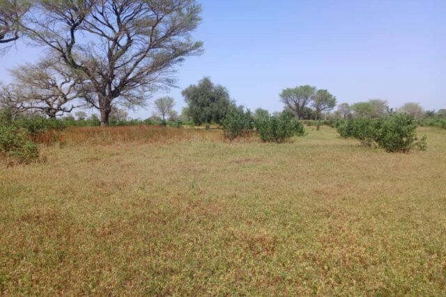 terrain-de-4-hectares-vers-thienaba-big-2