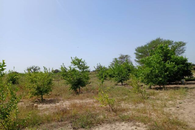 exploitation-agricole-de-356-hectares-vers-thienaba-big-4