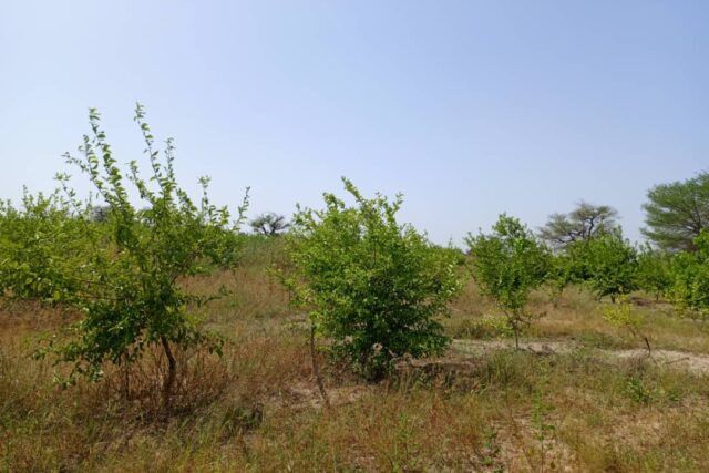 exploitation-agricole-de-356-hectares-vers-thienaba-big-2