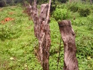 a-vendre-terrain-a-diannah-kafountine-casamance-senegal