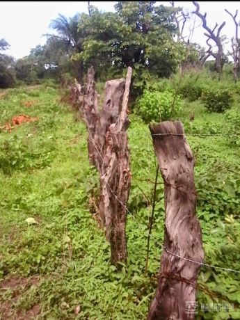 a-vendre-terrain-a-diannah-kafountine-casamance-senegal-big-0