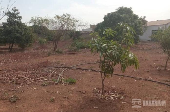 verger-de-140-hectare-vers-fandene-thies-big-2