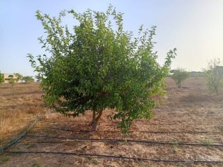 verger-de-1-hectare-vers-keur-moussa-thies