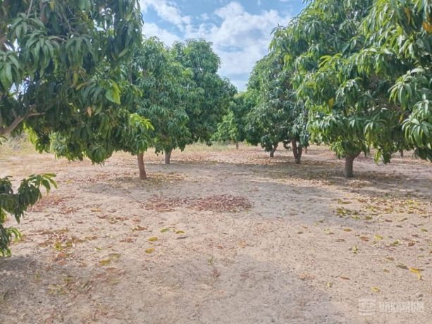 verger-de-250-hectares-vers-fandene-thies-big-2