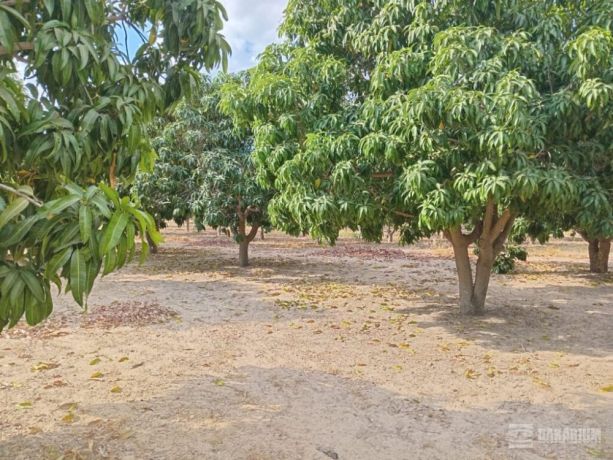 verger-de-250-hectares-vers-fandene-thies-big-1