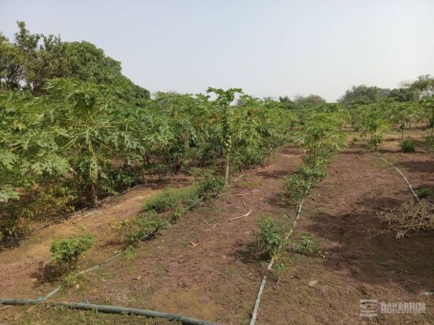 verger-de-2-hectares-vers-pout-thies-big-1