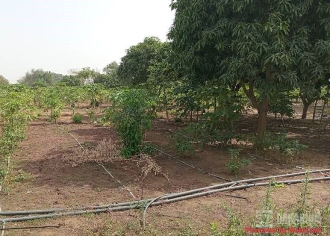 verger-de-2-hectares-vers-pout-thies-big-0