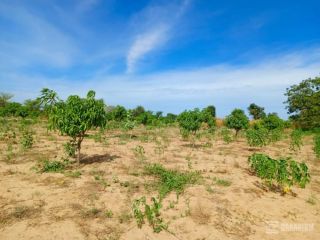 verger-de-355-hectares-vers-tassette-thies