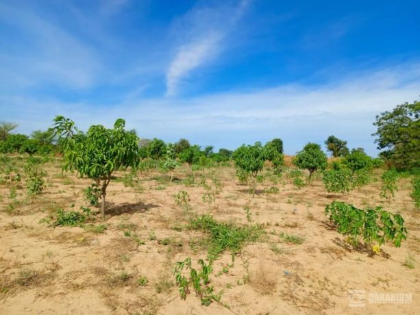 verger-de-355-hectares-vers-tassette-thies-big-0