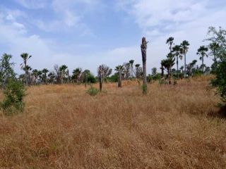 terrain-agricole-de-102-hectare-vers-fadene-thies