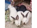 lapin-californien-small-1