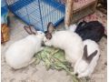 lapin-californien-small-0