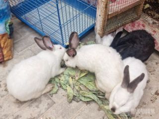 lapin-californien