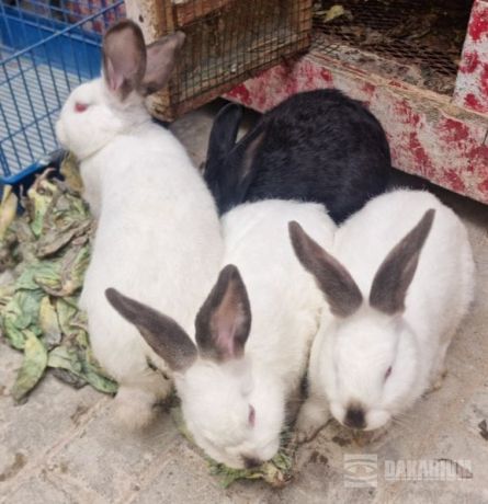 lapin-californien-big-1