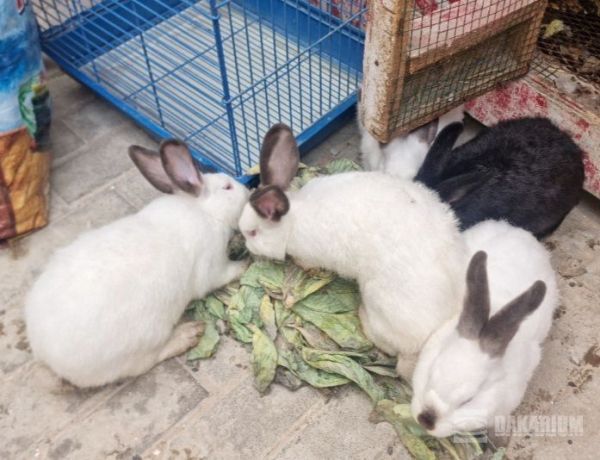 lapin-californien-big-0